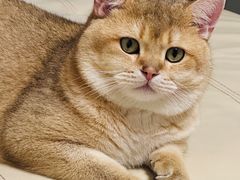 -伟伟宠物医院·CT影像中心·瑞派犬猫综合性门诊(汉口总院)