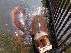 -海南热带野生动植物园