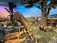 -国家自然博物馆