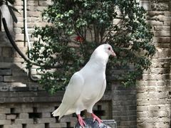 -西安大兴善寺