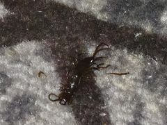 -秦皇岛阿尔卡迪亚滨海度假酒店