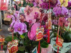 -越秀西湖花市(广州城市广场花卉店)