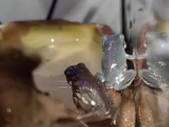 -酷以爬仙阁实体爬宠店·守宫·蜥蜴·专业繁育