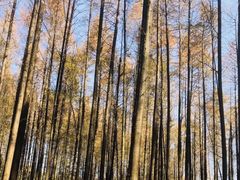 -山王坪喀斯特国家生态公园