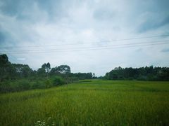 -会仙湿地