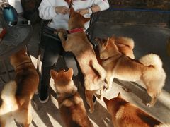 -柴犬高等学院·狗咖·柴犬售卖·宠物训练