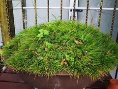 -龙大花卉苗木市场