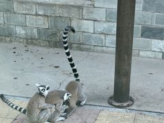 -石家庄市动物园