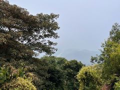 -黄埔油麻山森林公园