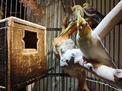 -清真京华源·涮肉烧烤(丰庆店)
