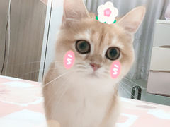 -lincat·猫舍(广州店)