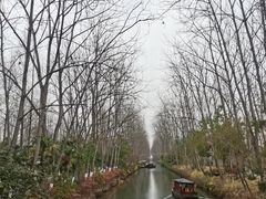 -合肥滨湖国家森林公园