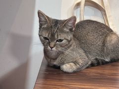 -楼上猫咖(罗湖店)