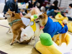 -逗柴咖啡屋·狗咖猫咖宠物桌游