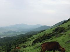 -大姆山草场