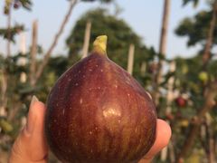 -新塘水果乐园(东洲大道店)