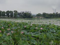 -澹台湖公园