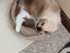 -安安宠医安欣宠物医院