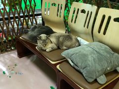 -李小姐の猫咖啡馆(五角场店)