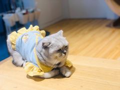 -啵啵喵·猫咖(攀华国际店)