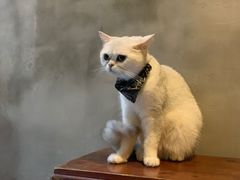 -猫色咖啡·猫咖