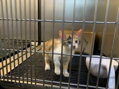 -PETKIT小佩宠物·低压洗护(国顺东路店)