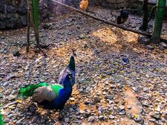 -藏龙百瀑风景区