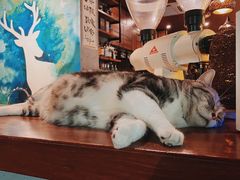 -咖法森林·咖啡  酒吧(天河店)