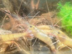 海鲜-V-ONE西雅图海鲜自助餐厅(仓山万达广场店)