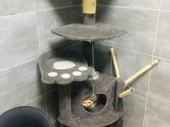 -美联众合宠物医院·爱萌分院·内外科·猫科中心