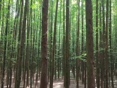 -山王坪喀斯特国家生态公园