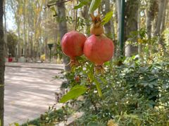 -艾提尕尔清真寺