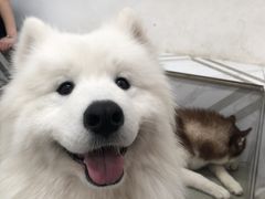 -星多哈·狗咖·拼豆·咖啡