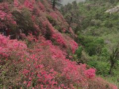 -木兰云雾山