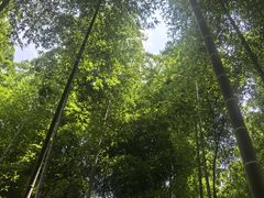 -上海佘山国家森林公园天马山园