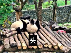 -都江堰中华大熊猫苑