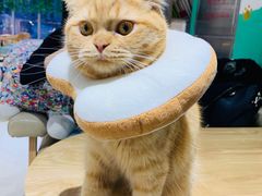 -藏猫猫咖啡主题馆(中央大道店)