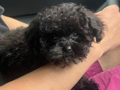 -博特宠物医院24h犬猫全科.骨科·异宠