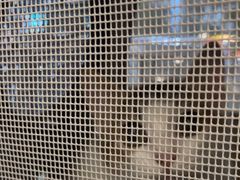 -艾贝尔宠物医院 ·中兽医·宠保定点(北门桥店)