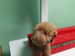 -美联众合爱康动物医院•复杂内科•肿瘤科•牙科•腔镜诊疗中心