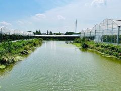 -马陆小张葡萄园农家乐