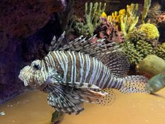 -上海海洋水族馆