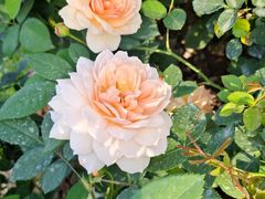 -人民公园(罗湖区)