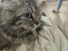 -李小姐の猫咖啡馆(五角场店)