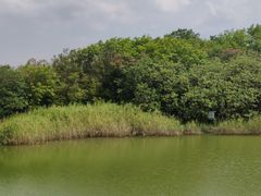 -上海吴淞炮台湾国家湿地公园