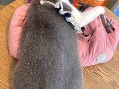 -萌兽医馆·眼科·异宠专科(三里屯店)