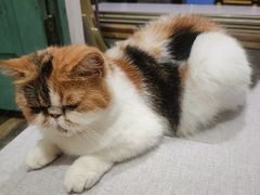 -猫岛主趣味餐厅(鼓浪屿店)