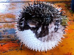 -蓝湾碧波·老字号·疍家非遗海上餐厅