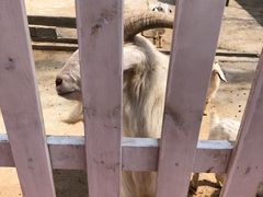 -前小桔亲子创意农场·草莓采摘·露营烧烤