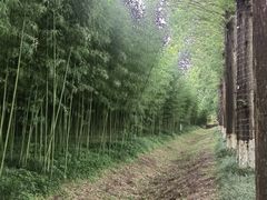 -黄海国家森林公园